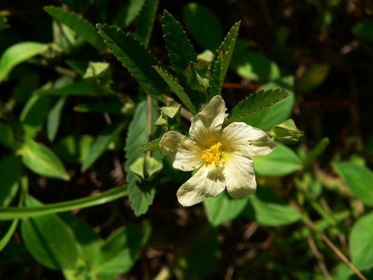 {Sida spinosa}